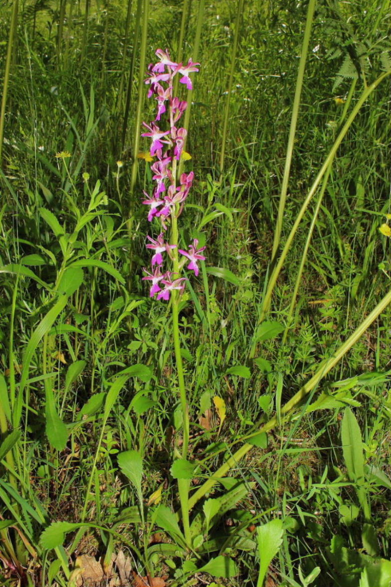 Orchis clandestina Hautz.